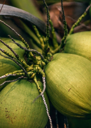 Coconut Water in Pregnancy